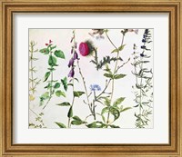 Framed Eight Studies of Wild Flowers