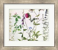 Framed Eight Studies of Wild Flowers