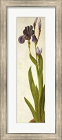 Framed Iris