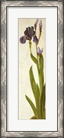 Framed Iris