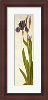 Framed Iris