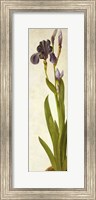 Framed Iris