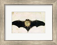 Framed Bat, 1522