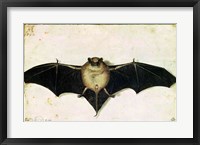 Framed Bat, 1522