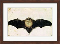 Framed Bat, 1522