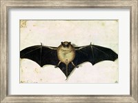 Framed Bat, 1522