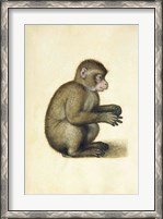 Framed Monkey