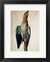 Framed Blue Crow, 1512