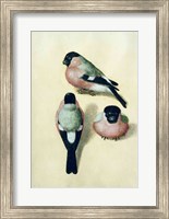 Framed Three studies of a bullfinch