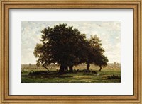 Framed Holm Oaks, Apremont