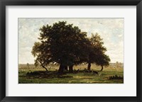 Framed Holm Oaks, Apremont