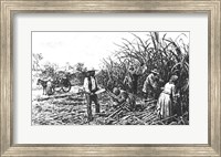 Framed Cutting Sugar Cane in the South