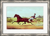 Framed Celebrated Horse