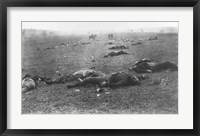 Framed Harvest of Death, Gettysburg, 1863