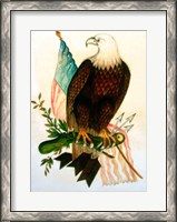 Framed Bald eagle with flag