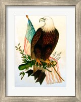 Framed Bald eagle with flag