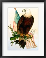 Framed Bald eagle with flag