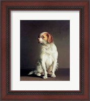 Framed Portrait of a King Charles Spaniel