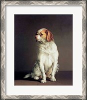 Framed Portrait of a King Charles Spaniel