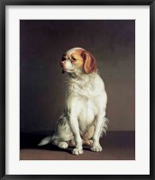 Framed Portrait of a King Charles Spaniel