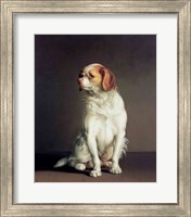 Framed Portrait of a King Charles Spaniel