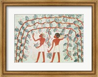 Framed Picking grapes, from the Tomb of Nakht