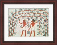 Framed Picking grapes, from the Tomb of Nakht