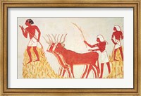Framed Using cows to trample wheat, from the Tomb of Menna