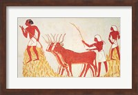 Framed Using cows to trample wheat, from the Tomb of Menna
