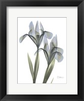 Framed Blue Floral X-ray Iris