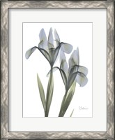 Framed Blue Floral X-ray Iris