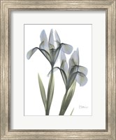 Framed Blue Floral X-ray Iris