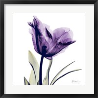 Framed X-ray Royal Purple Parrot Tulip