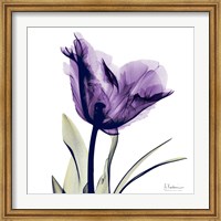 Framed X-ray Royal Purple Parrot Tulip