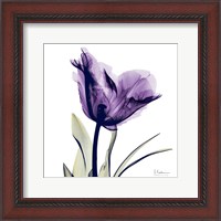 Framed X-ray Royal Purple Parrot Tulip
