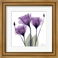 Framed X-ray Royal Purple Gentian