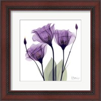 Framed X-ray Royal Purple Gentian