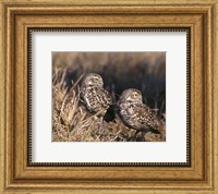 Framed Two Burrowing Owls
