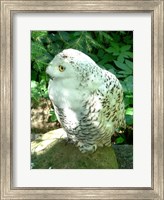 Framed Snowy Owl photo