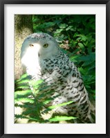 Framed Snow Owl In Woods