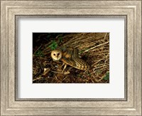 Framed Burrow Owl In Woods