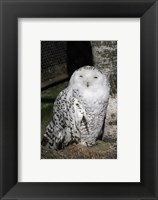 Framed Snow Owl Portrait