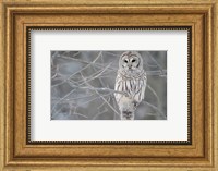 Framed Owl In The Woods