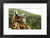 Framed Barn Owl Great Horned Owl