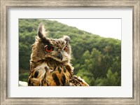 Framed Barn Owl Great Horned Owl