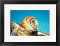 Framed Barn Owl In Flight