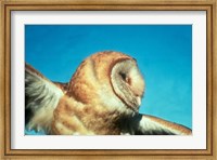 Framed Barn Owl In Flight