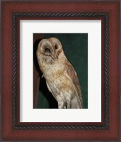 Framed Barn Owl Portrait