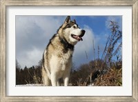 Framed Alaskan Malamute Dog