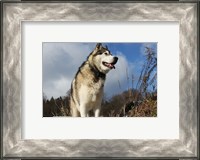 Framed Alaskan Malamute Dog